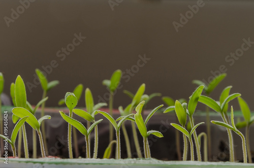 The spring planting. Tomato seedlings  grown from seeds in boxes at home on the windowsill.