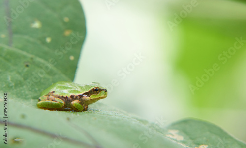 ニホンアマガエル