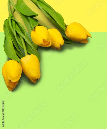 Yellow tulips on background