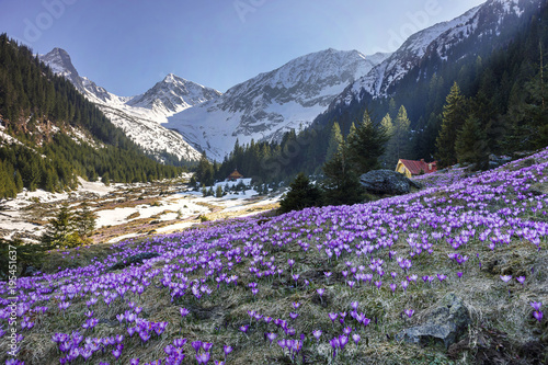 Colorful crocus flowers and spring landscape in the Carpathian mountains, Transylvania, Romania