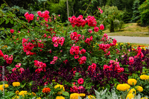 Rose bush on flowerbed in the park © ihorbondarenko