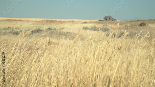 Wheatfield and Buildings, Creston, Washington State 4K. UHD. A wheat field and abandoned barn in Washington State, USA. 4K, UHD,
