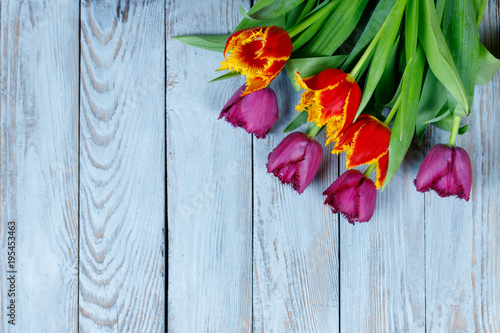  red tulips flowers on a wooden background