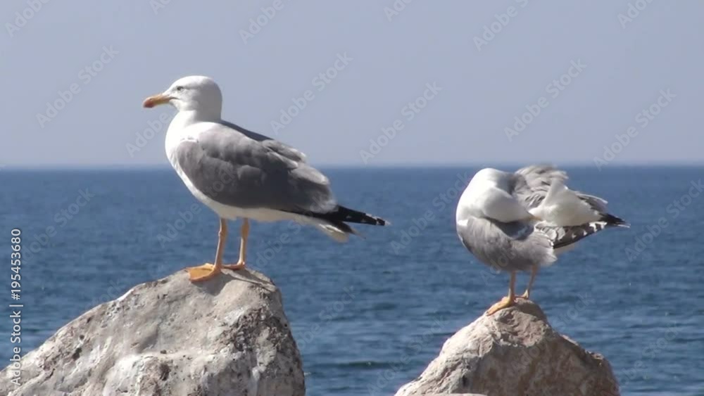seagull take off seagull take off