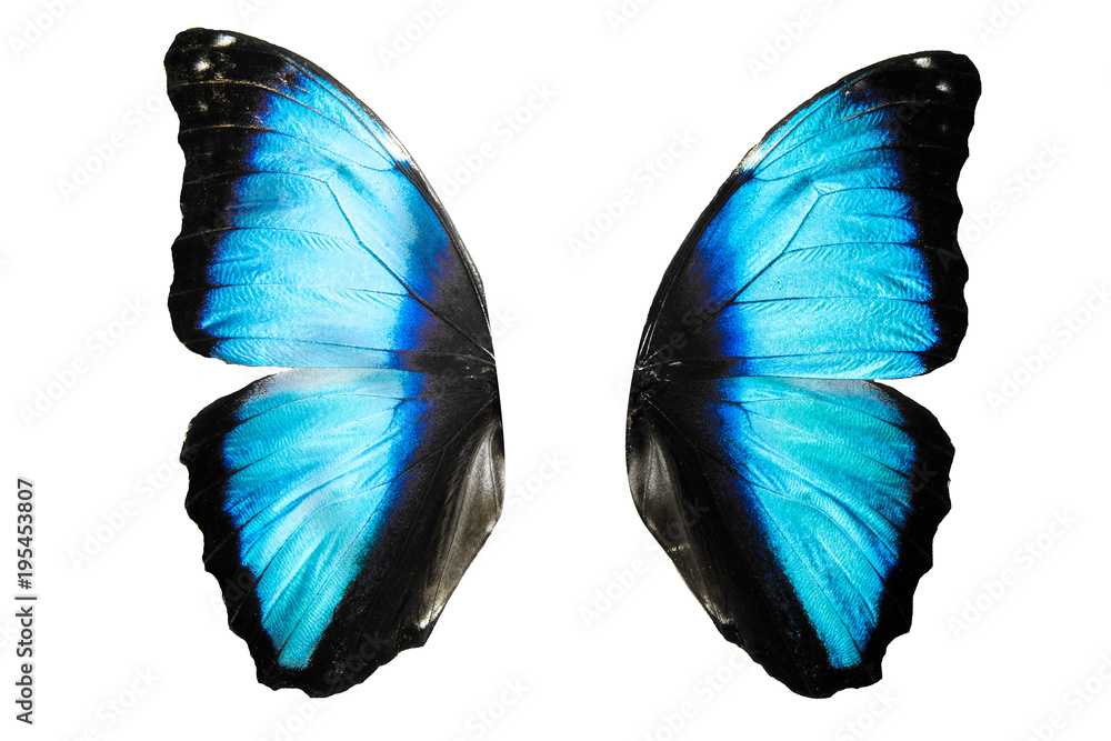 wings of a butterfly blue color isolated on white isolated on white