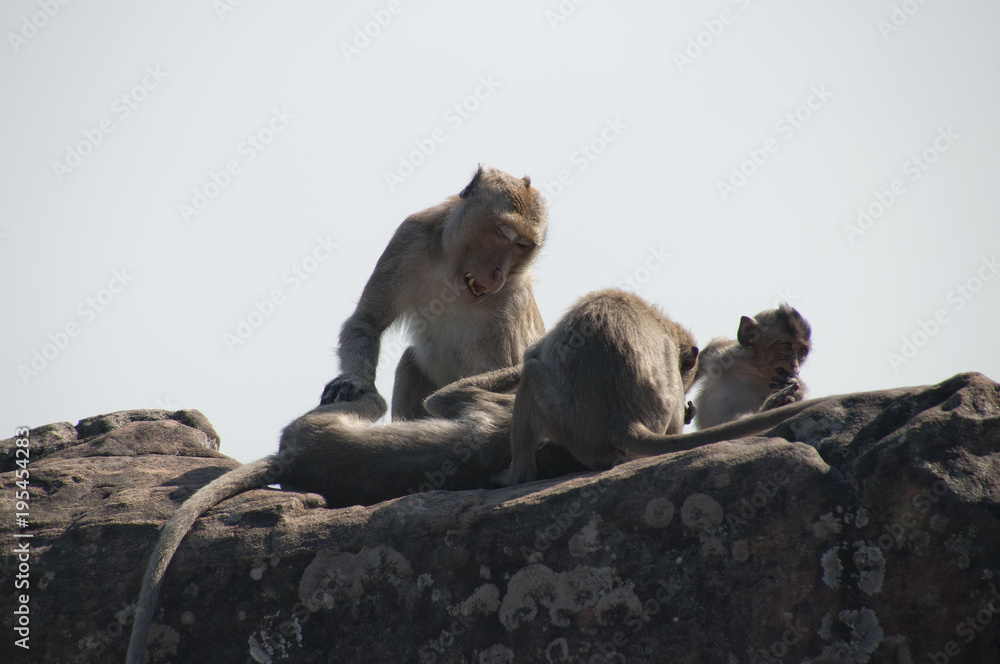 Dangrek Mountains Cambodia, family of monkeys  in the grounds of the  11th century  Preah Vihear Temple 