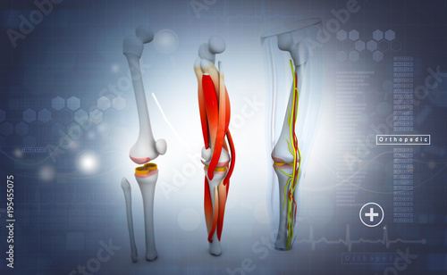 3d render of human leg, muscles, anatomy photo
