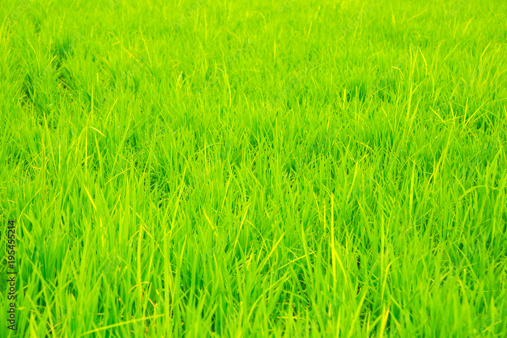 Green rice field background in Korea