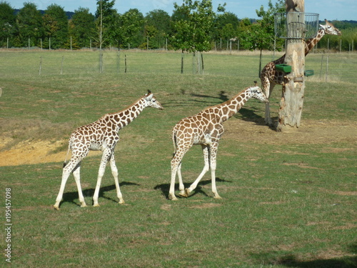 girafe