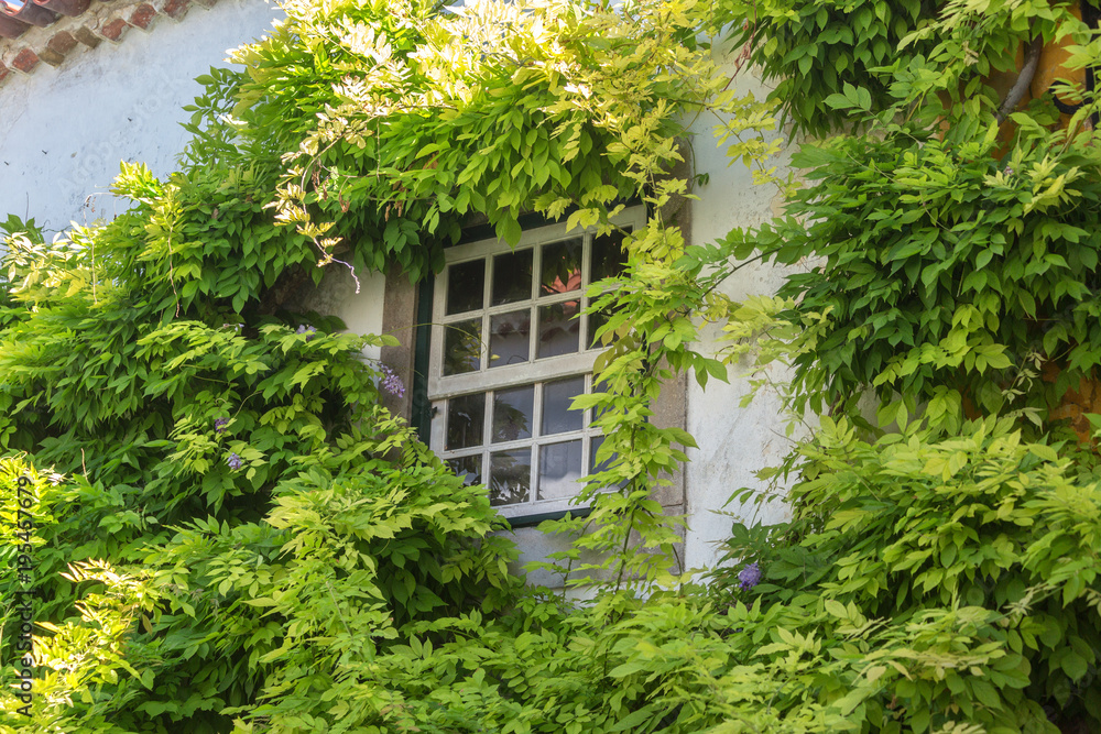 Ancient Portuguese window, overgrown with foliage.