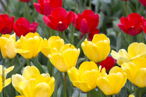 Tulip. Beautiful bouquet of tulips. colorful tulips. tulips in spring,colourful tulip