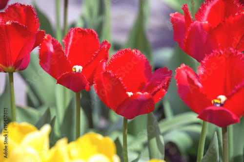 Tulip. Beautiful bouquet of tulips. colorful tulips. tulips in spring,colourful tulip