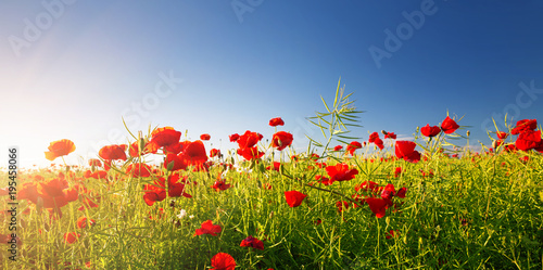 Beautiful poppy flowers on the field at sunset
