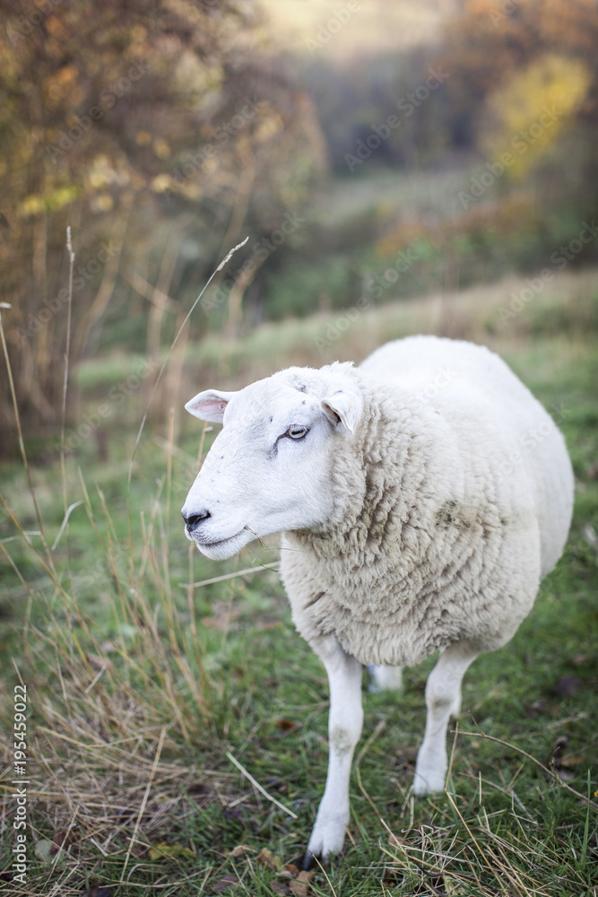 sheeps standing in the pasture. sheeps standing in the pasture.