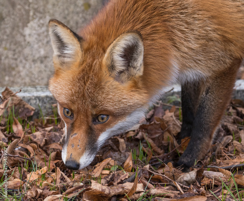 Red Fox Expressions © David