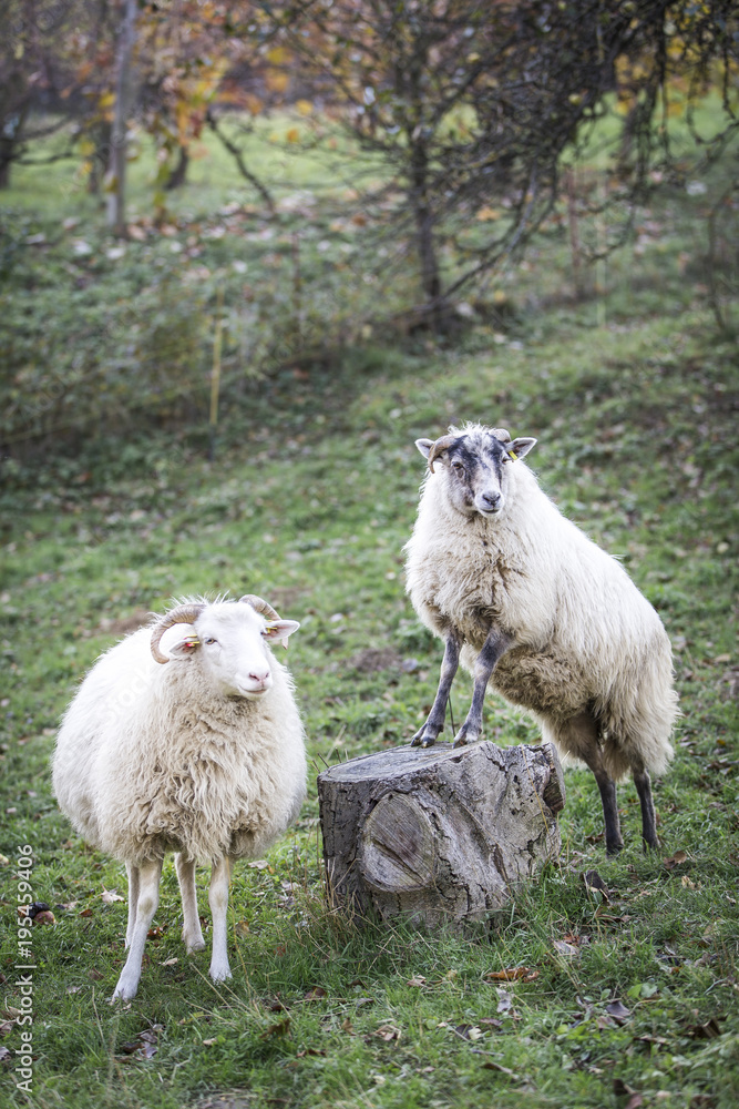 sheeps standing in the pasture.