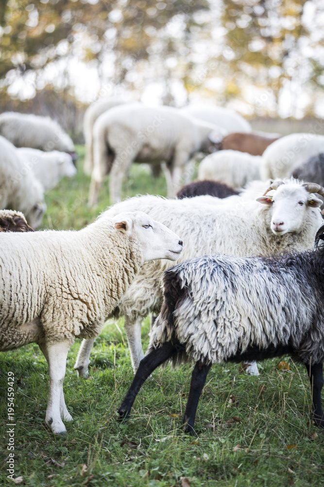 Obraz premium sheeps standing in the pasture.