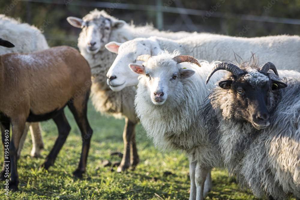Obraz premium sheeps standing in the pasture.