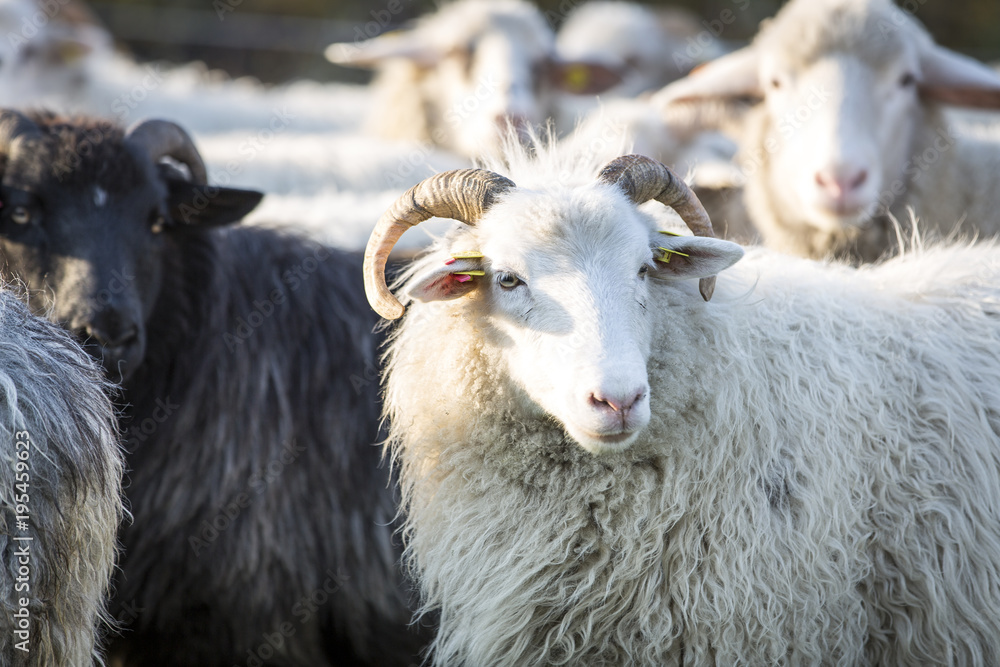 sheeps standing in the pasture. sheeps standing in the pasture.