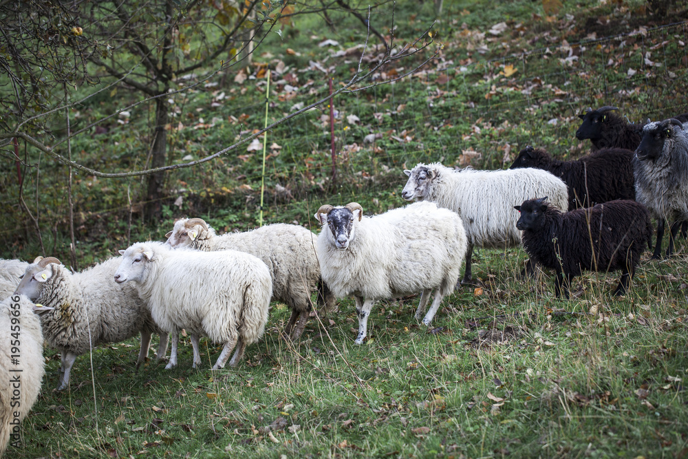 Obraz premium sheeps standing in the pasture.