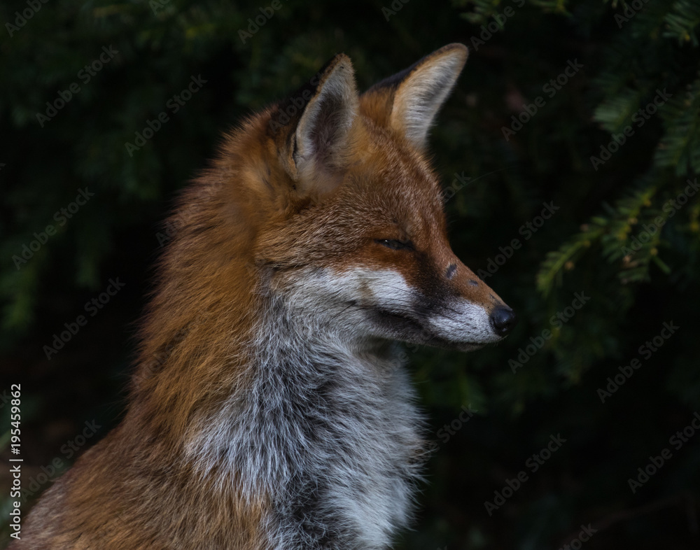 Red Fox Vixen Red Fox Vixen