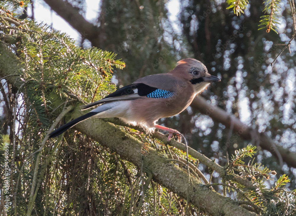 Jay Jay