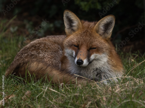 Red Fox Sleeping Daytime