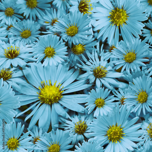 Floral background of turquoise daisies. Close-up.  Flower composition. Nature.