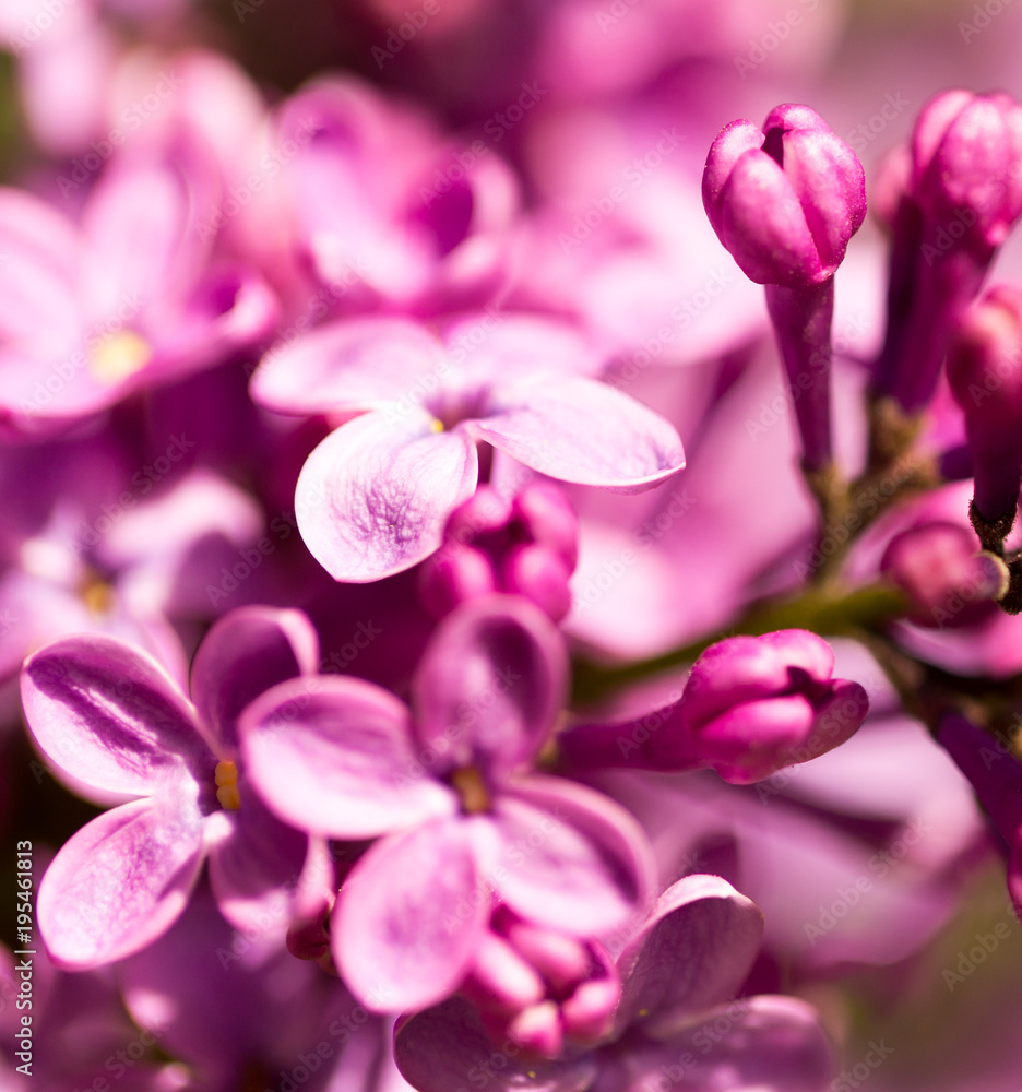 Lilac flowers on a tree in spring