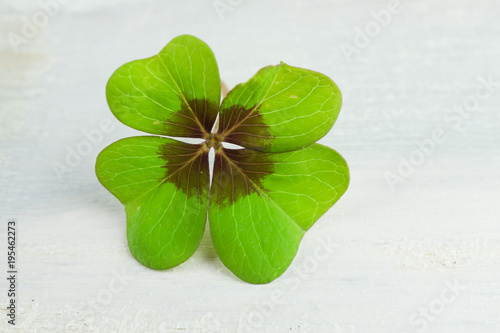 Four-leaf clover and a lot of copy space
