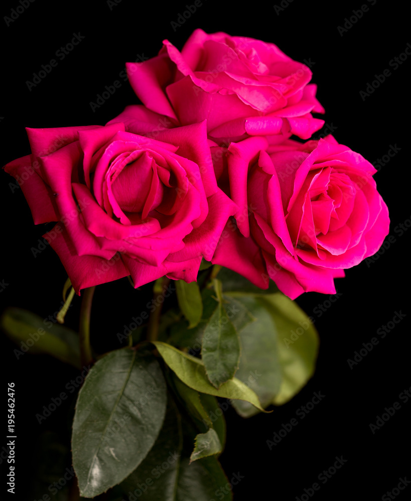 Fototapeta premium Beautiful red rose on a black background