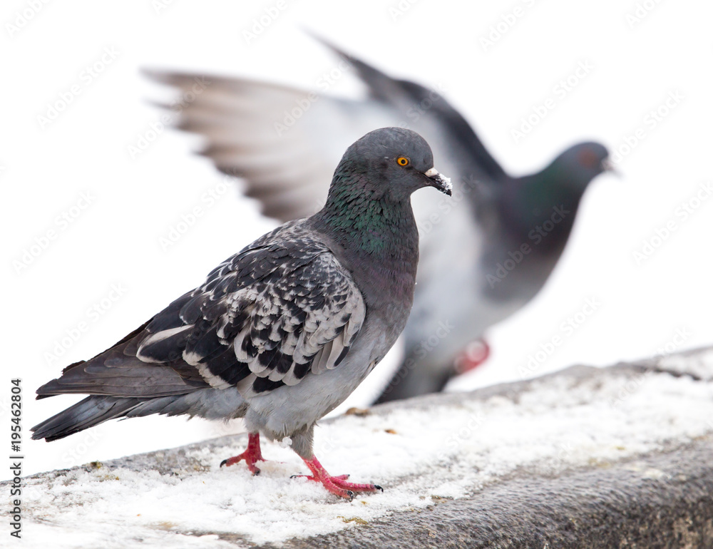 Pigeon sits on white snow in winter Pigeon sits on white snow in winter