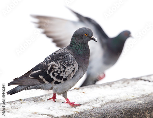 Pigeon sits on white snow in winter