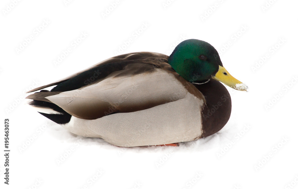 Duck sits on white snow in winter Duck sits on white snow in winter