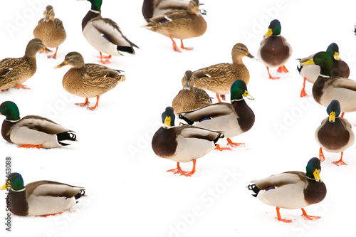 A flock of ducks on white snow in winter