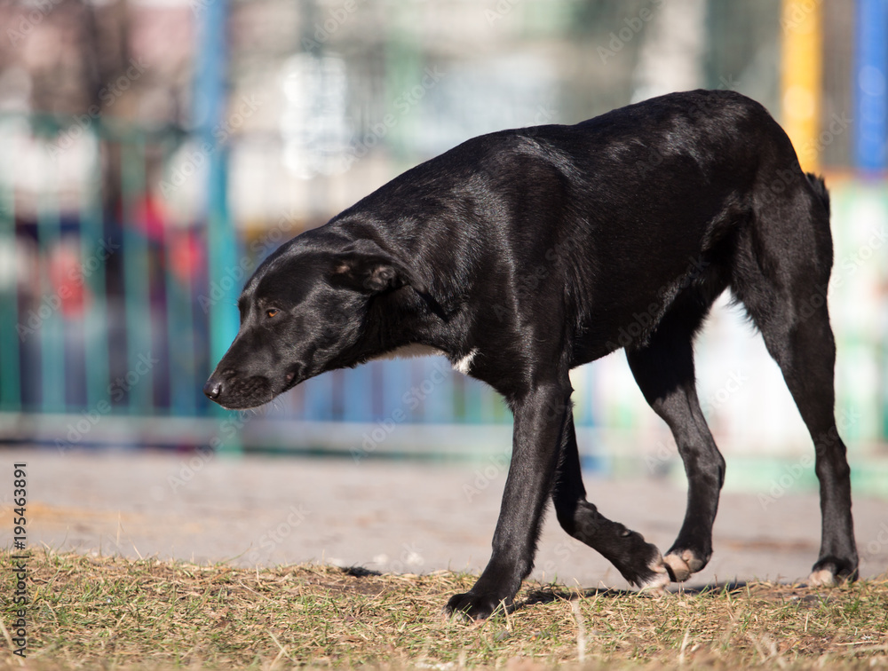 A stray dog in a park A stray dog in a park
