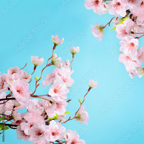 cherry blossom flowers on blue background