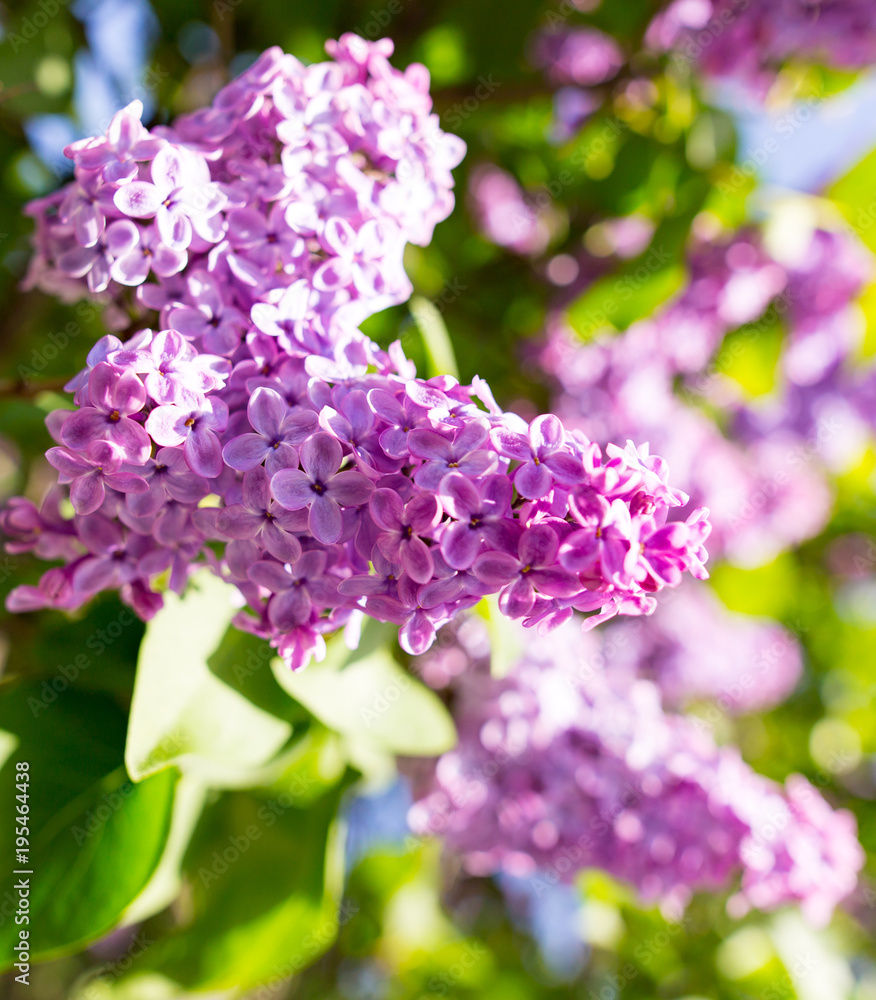 Obraz premium Lilac flowers on a tree in spring