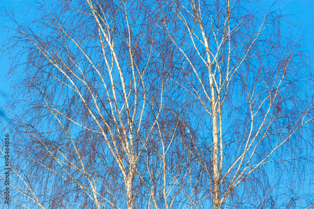 Naked birch branches against the blue sky