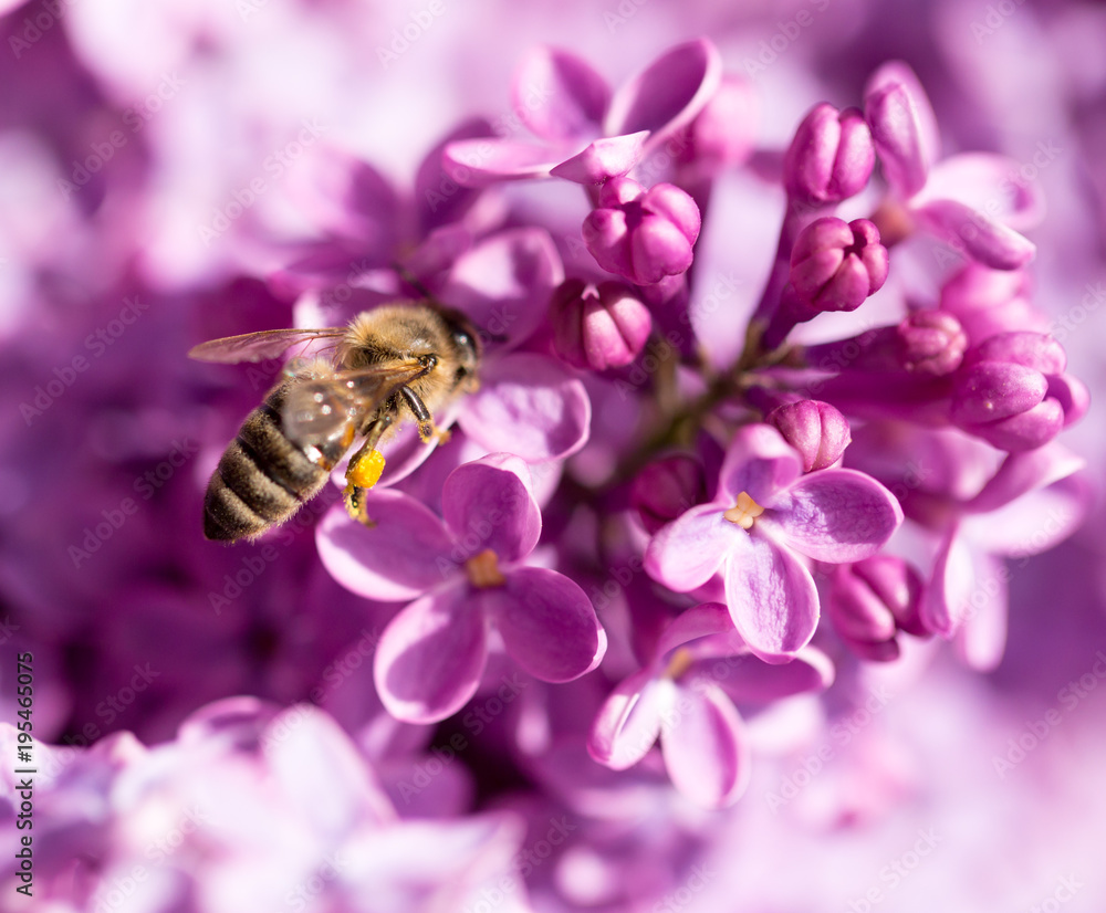 The bee flies on the flowers of the lilac The bee flies on the flowers of the lilac