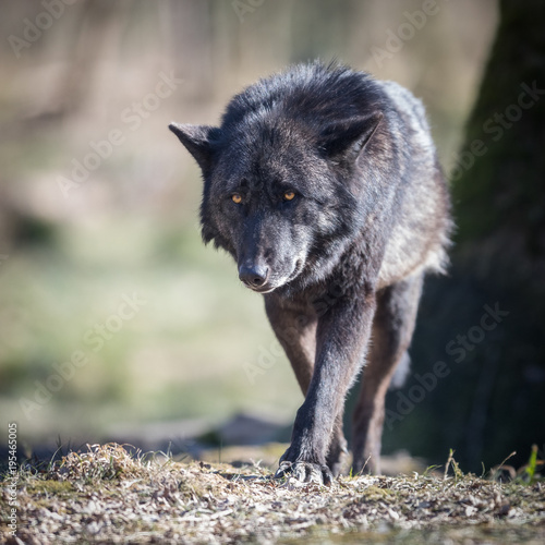 Black Wolf Animal