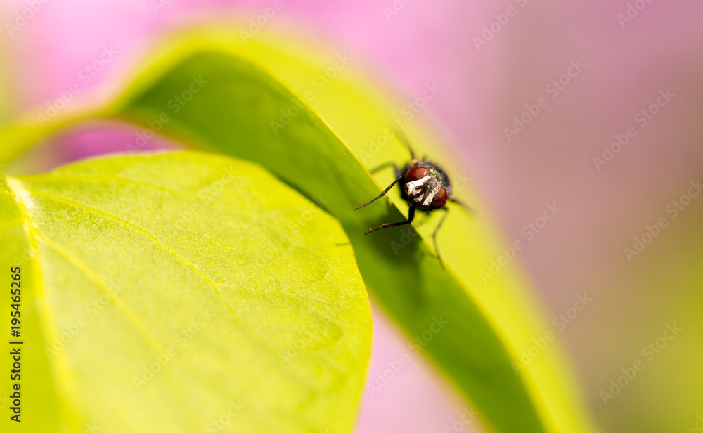 Portrait of a fly on a green leaf