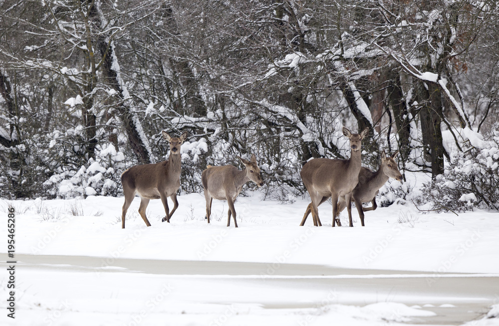 Group of hinds on snow (red deer female) Group of hinds on snow (red deer female)