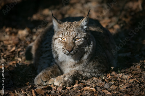 Lynx Cat Animal