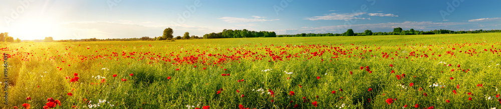 Beautiful poppy flowers on the field at sunset Beautiful poppy flowers on the field at sunset
