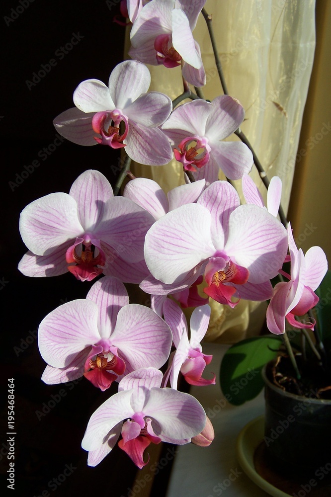 Fototapeta premium A pink and white orchid