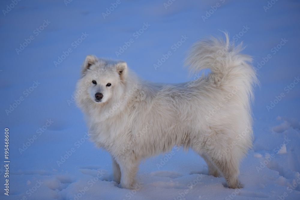 cane aski pelo lungo cane bianco cane neve samoiedo 