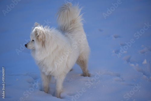 cane aski pelo lungo cane bianco cane neve samoiedo 