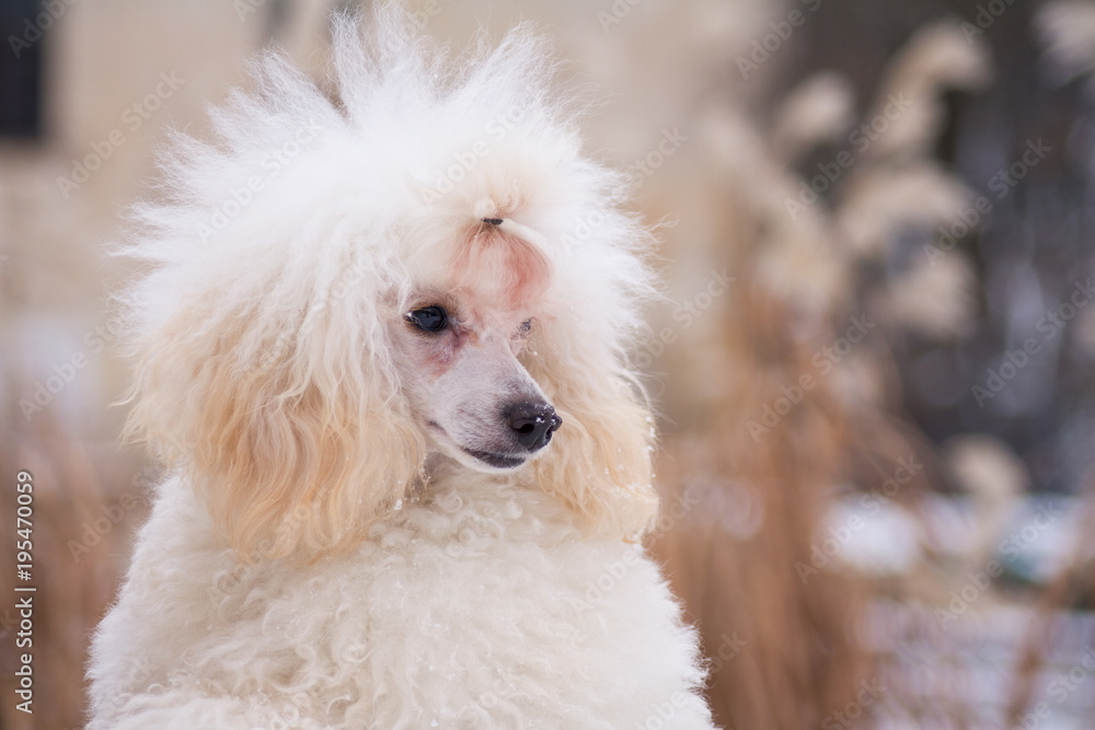 White little poodle playing outside in the snow.