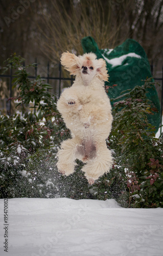White little poodle playing outside in the snow.